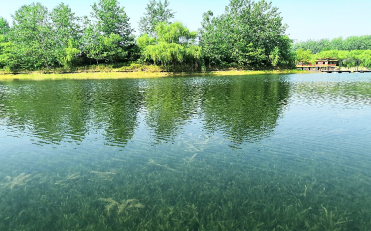 我司参与制订的《巢湖流域河湖水体沉水植被恢复技术指南（试行）》正式发布实施